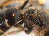 Evylaeus sp.